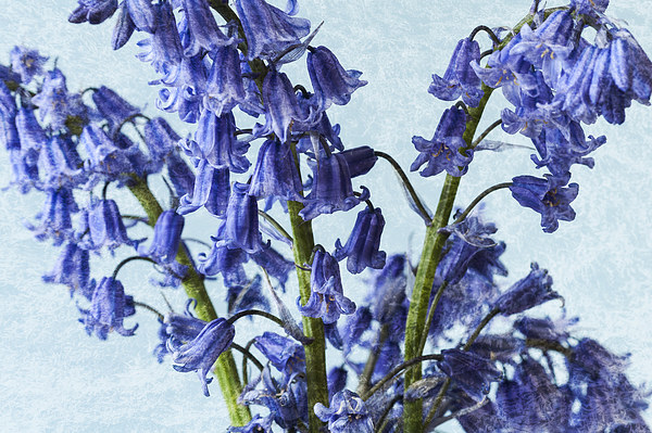 Bluebells 2 Picture Board by Steve Purnell