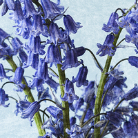 Buy canvas prints of Bluebells 2 by Steve Purnell
