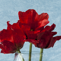 Buy canvas prints of Tulips 1 by Steve Purnell