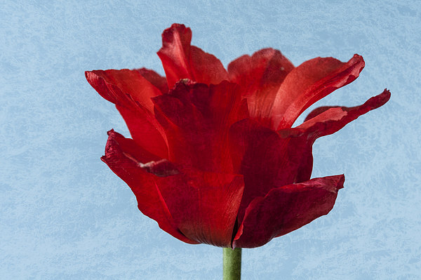 Tulip Picture Board by Steve Purnell