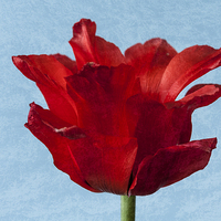 Buy canvas prints of Tulip by Steve Purnell