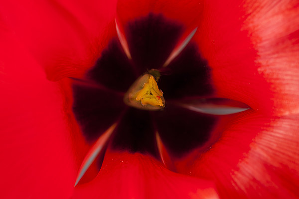 Tulip Macro 1 Picture Board by Steve Purnell