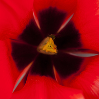 Buy canvas prints of Tulip Macro 1 by Steve Purnell