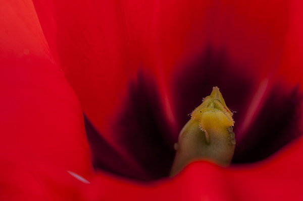 Tulip Macro 2 Picture Board by Steve Purnell