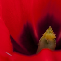 Buy canvas prints of Tulip Macro 2 by Steve Purnell