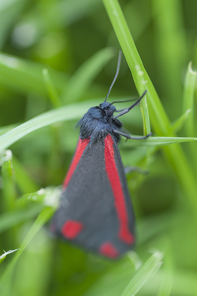 Cinnabar Moth Picture Board by Steve Purnell