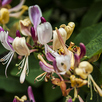 Buy canvas prints of Honeysuckle 2 by Steve Purnell