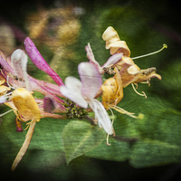 Buy canvas prints of Honeysuckle Texture 1 by Steve Purnell