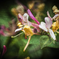 Buy canvas prints of Honeysuckle Texture 2 by Steve Purnell