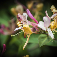 Buy canvas prints of Honeysuckle by Steve Purnell