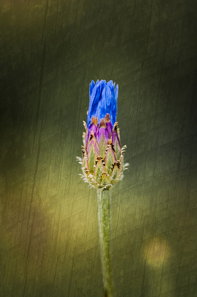 Blue Cornflower Picture Board by Steve Purnell