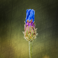 Buy canvas prints of Blue Cornflower by Steve Purnell