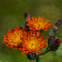Buy canvas prints of Fox And Cubs Textured by Steve Purnell