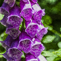 Buy canvas prints of Foxgloves Textured by Steve Purnell