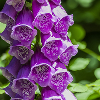 Buy canvas prints of Foxgloves by Steve Purnell