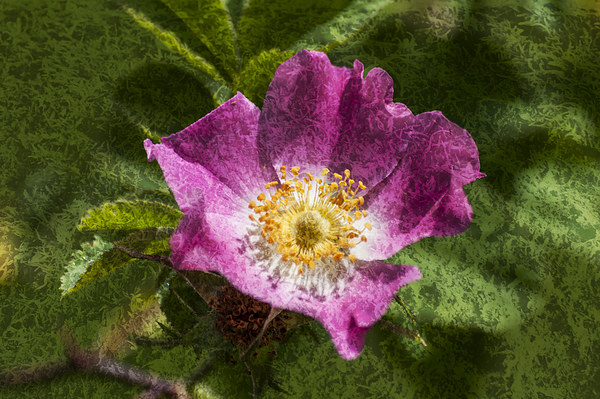 Dog Rose Textured Picture Board by Steve Purnell