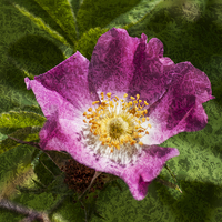 Buy canvas prints of Dog Rose Textured by Steve Purnell