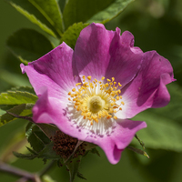 Buy canvas prints of Dog Rose by Steve Purnell
