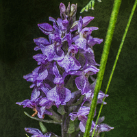 Buy canvas prints of Common Spotted Orchid Textured by Steve Purnell