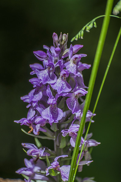 Common Spotted Orchid Picture Board by Steve Purnell