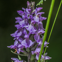 Buy canvas prints of Common Spotted Orchid by Steve Purnell