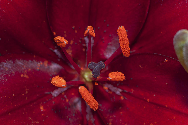 Red Lily Macro Picture Board by Steve Purnell