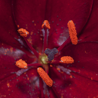 Buy canvas prints of Red Lily Macro by Steve Purnell