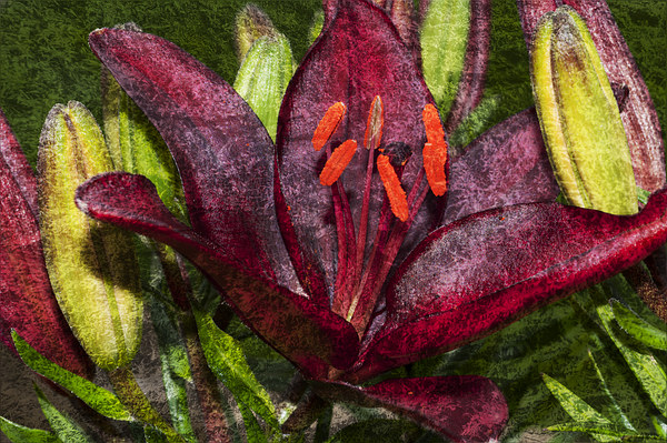 Red Lily 1 Picture Board by Steve Purnell