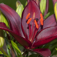 Buy canvas prints of Red Lily 2 by Steve Purnell