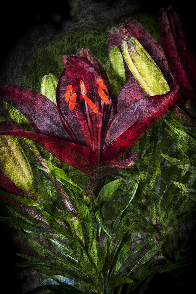 Red Lily 3 Picture Board by Steve Purnell