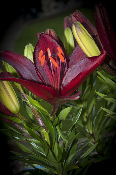 Red Lily 4 Picture Board by Steve Purnell
