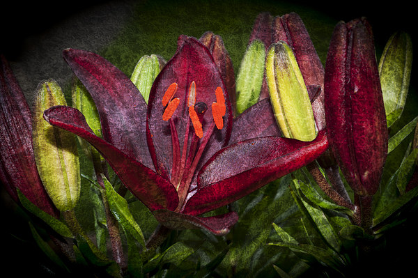 Red Lily 5 Picture Board by Steve Purnell