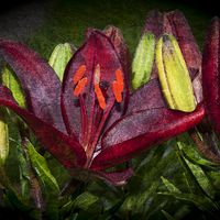 Buy canvas prints of Red Lily 5 by Steve Purnell