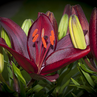 Buy canvas prints of Red Lily 6 by Steve Purnell
