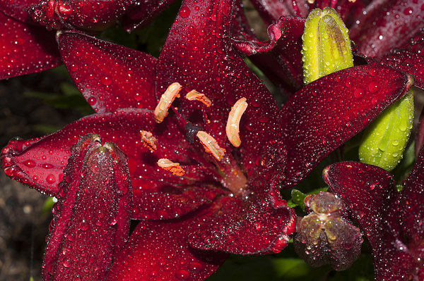 Red Lily Raindrops Picture Board by Steve Purnell