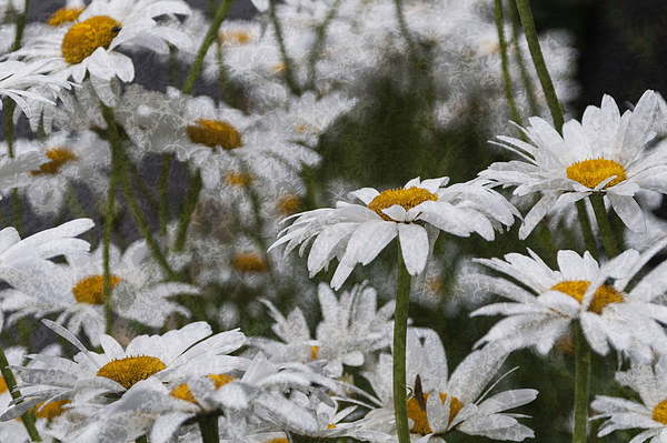 Oxeye Daisies Textured Picture Board by Steve Purnell
