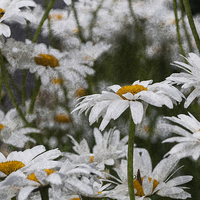 Buy canvas prints of Oxeye Daisies Textured by Steve Purnell