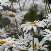 Buy canvas prints of Oxeye Daisies by Steve Purnell