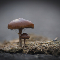 Buy canvas prints of Mushrooms by Steve Purnell