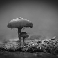 Buy canvas prints of Mushrooms Mono by Steve Purnell