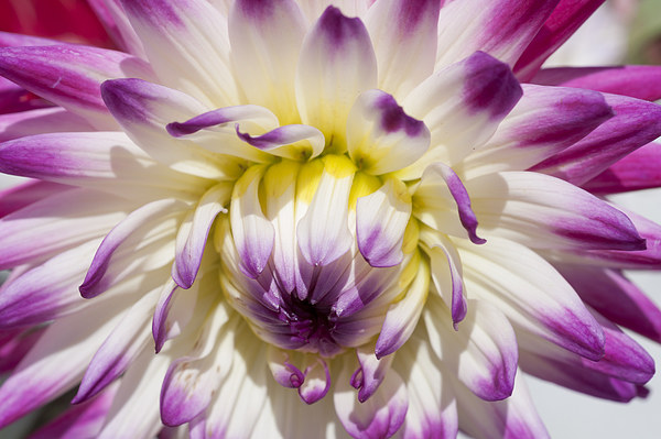 The Delicate Summer Beauty of Dahlia Picture Board by Steve Purnell