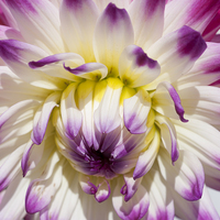 Buy canvas prints of The Delicate Summer Beauty of Dahlia by Steve Purnell