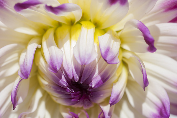 Dahlia 2 Picture Board by Steve Purnell
