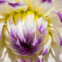 Buy canvas prints of Dahlia 2 by Steve Purnell