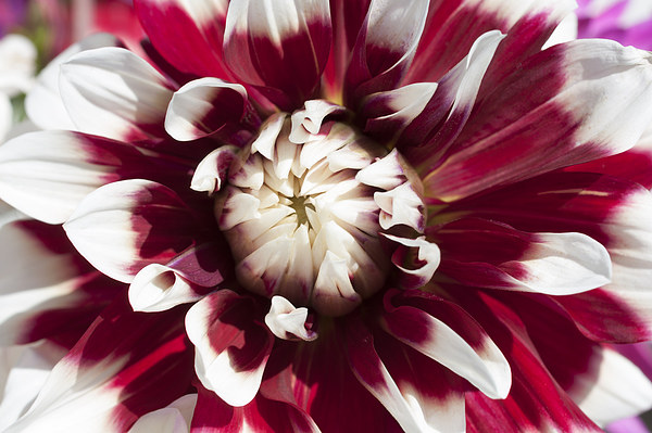 Dahlia 3 Picture Board by Steve Purnell