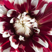 Buy canvas prints of Dahlia 3 by Steve Purnell
