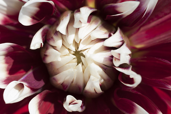 Dahlia 4 Picture Board by Steve Purnell