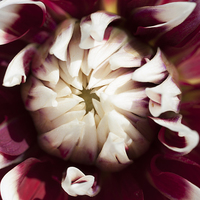 Buy canvas prints of Dahlia 4 by Steve Purnell