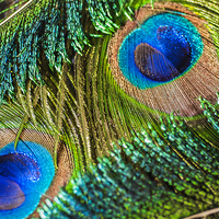 Buy canvas prints of Peacock Eye And Sword by Steve Purnell