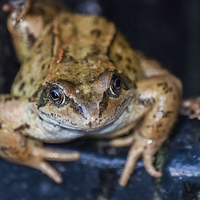 Buy canvas prints of  Marsh Frog by Steve Purnell